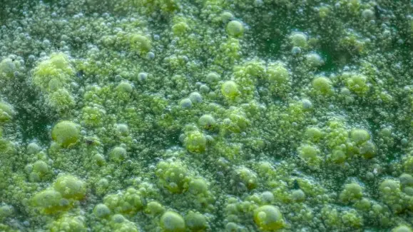 algae in hydroponics