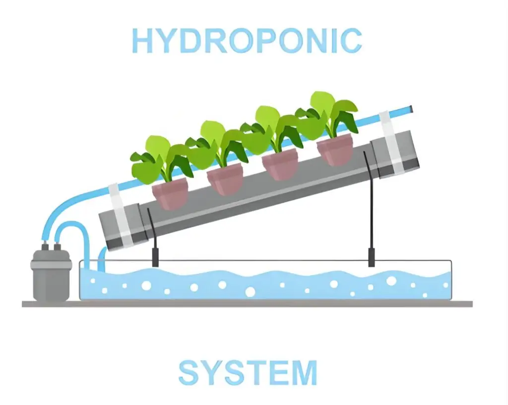 nutrient uptake in hydroponics